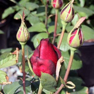 Rosa Oklahoma - rdeča - Vrtnica čajevka